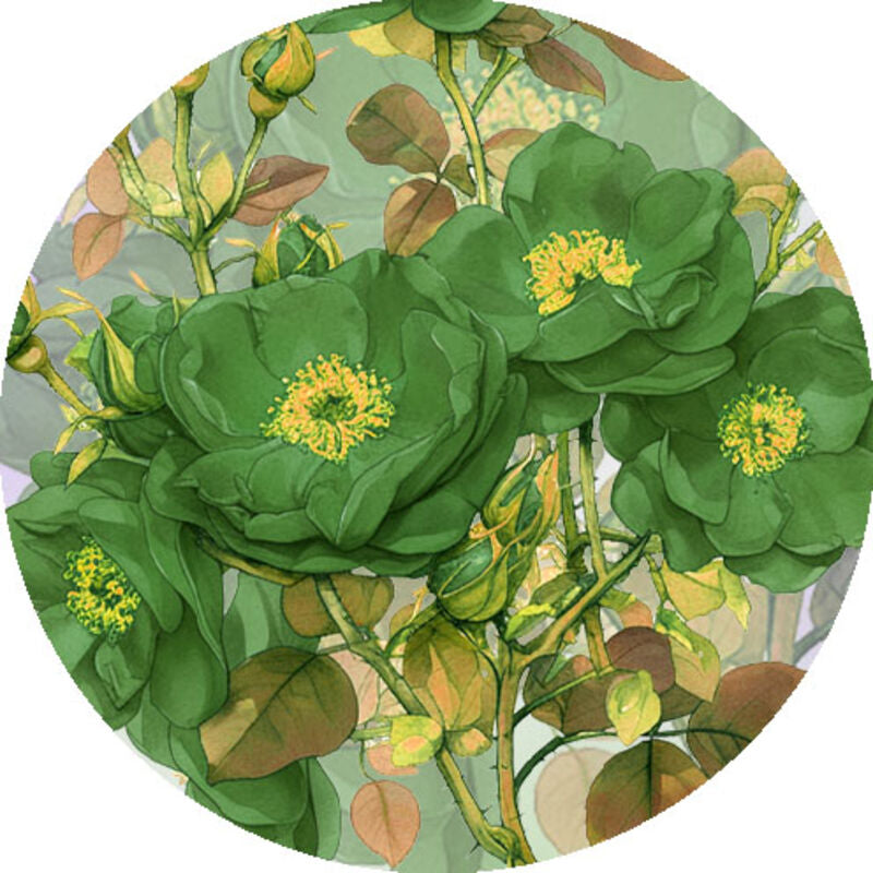 QYマステ6月新作 Emerald Whisper  6cm×5M 貝殻光