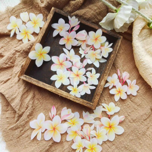 NANAマステ粉俏凝露 PET