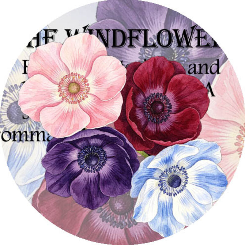 QYマステ10月新作Velvet Anemone 6cm×5M 貝殻光
